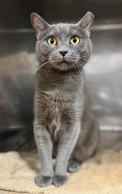Enlarge COLLEEN, a Adoptable Domestic Short Hair in York, SC image 1/1