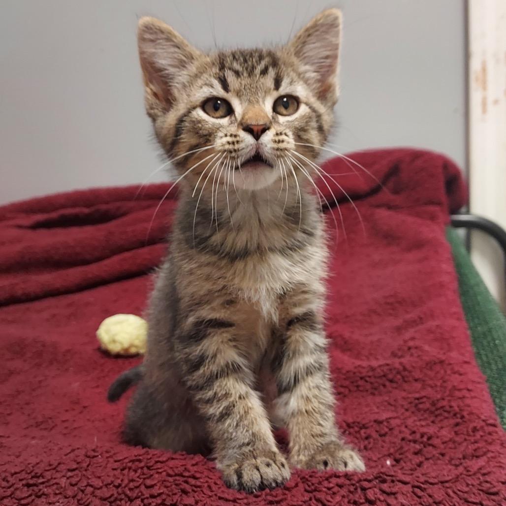 Rolly, Adopted, Kitten Male Domestic Short Hair.