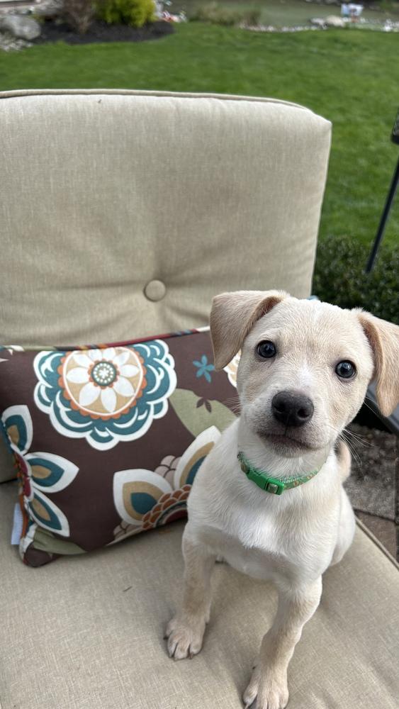 Enlarge Marley, a Adoptable mixed breed in Willingboro, NJ image 1/6