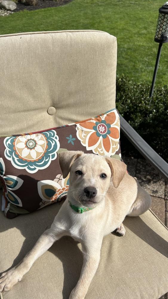 Enlarge Marley, a Adoptable mixed breed in Willingboro, NJ image 2/6