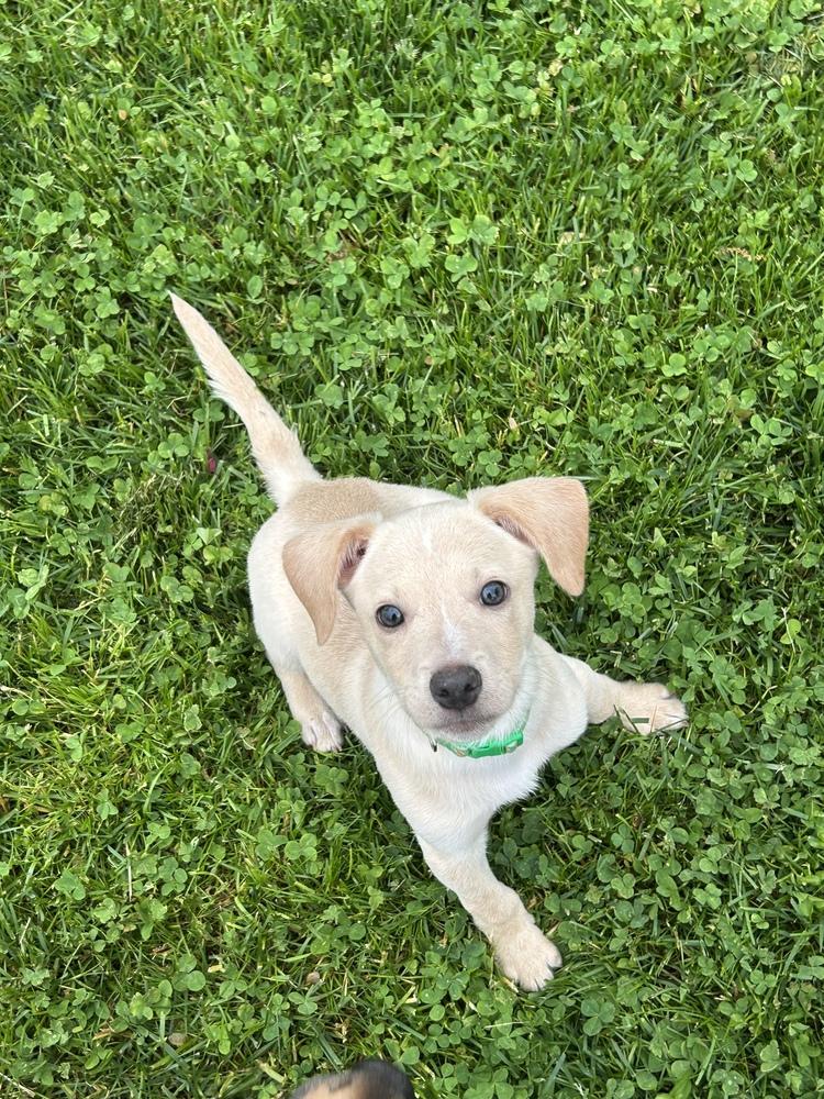 Enlarge Marley, a Adoptable mixed breed in Willingboro, NJ image 3/6