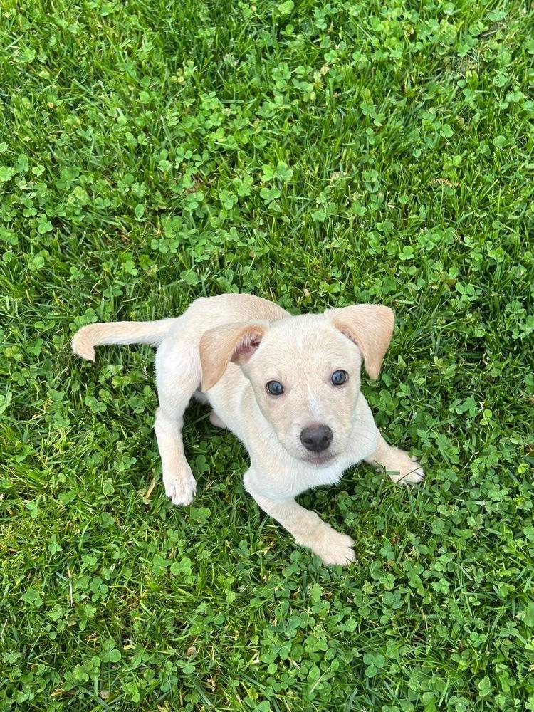 Enlarge Marley, a Adoptable mixed breed in Willingboro, NJ image 4/6