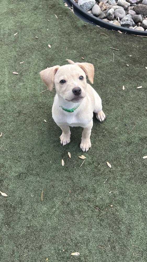 Enlarge Marley, a Adoptable mixed breed in Willingboro, NJ image 5/6