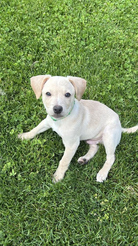 Enlarge Marley, a Adoptable mixed breed in Willingboro, NJ image 6/6