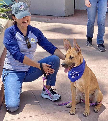 Enlarge Nikki, a Adoptable mixed breed in San Diego, CA image 1/3