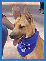 Enlarge Nikki, a Adoptable mixed breed in San Diego, CA image 2/3