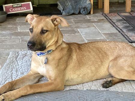 Enlarge Nikki, a Adoptable mixed breed in San Diego, CA image 3/3