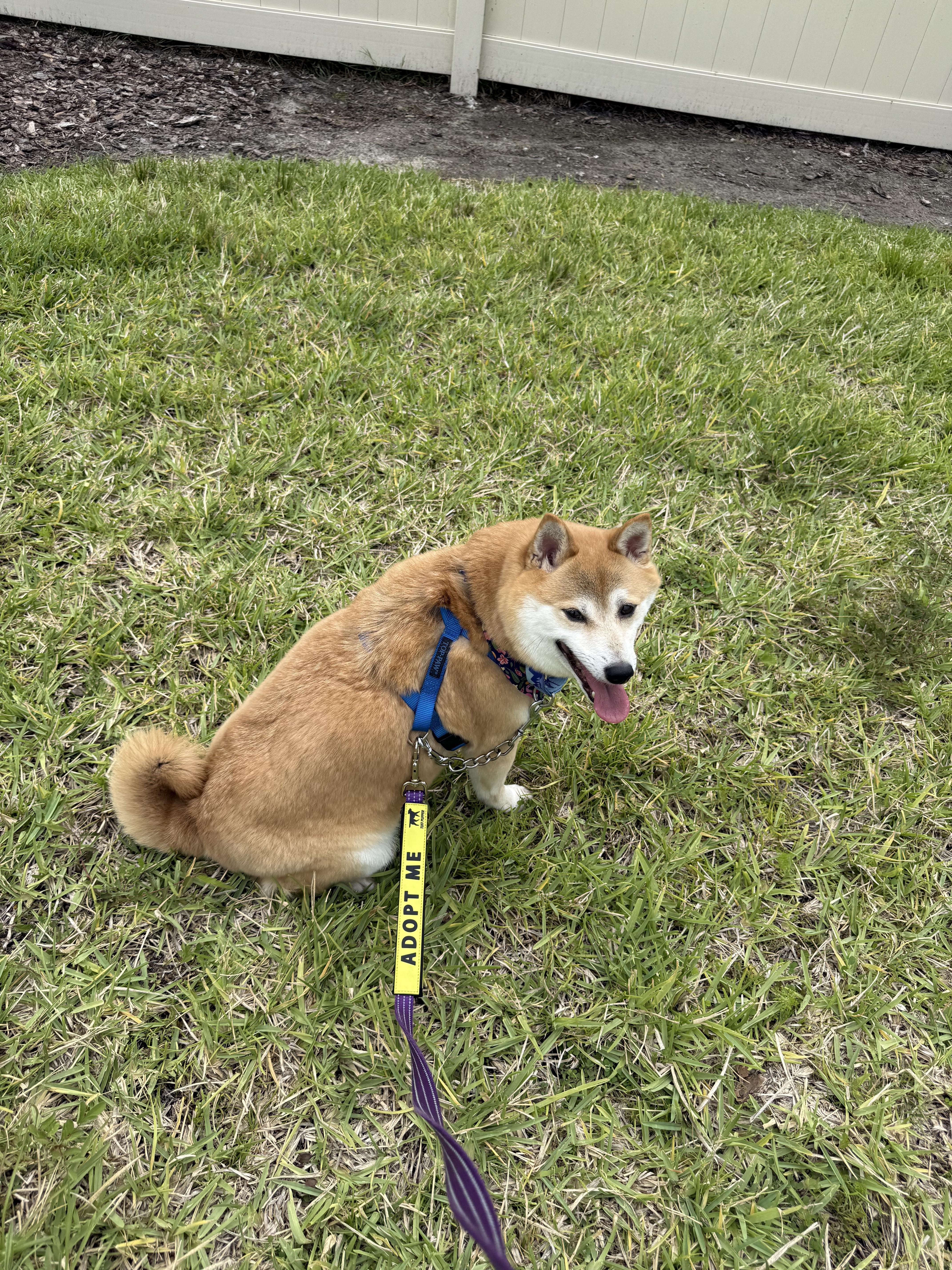 Enlarge Akai Kitsune, an adopted Shiba Inu in Plant City, FL image 4/6