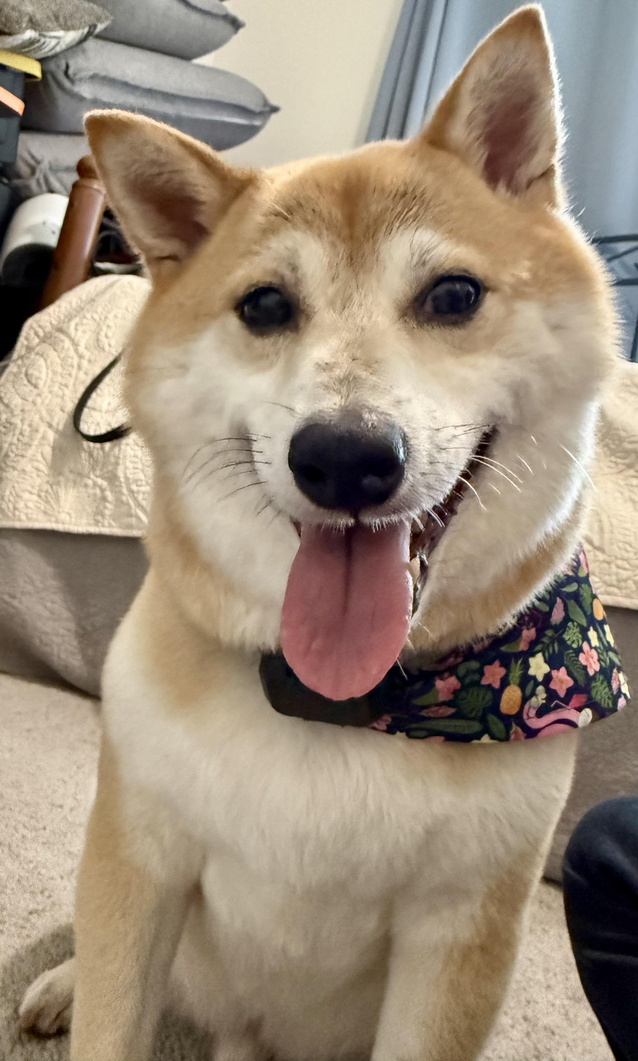 Akai Kitsune, adopted, Adult Male Shiba Inu.