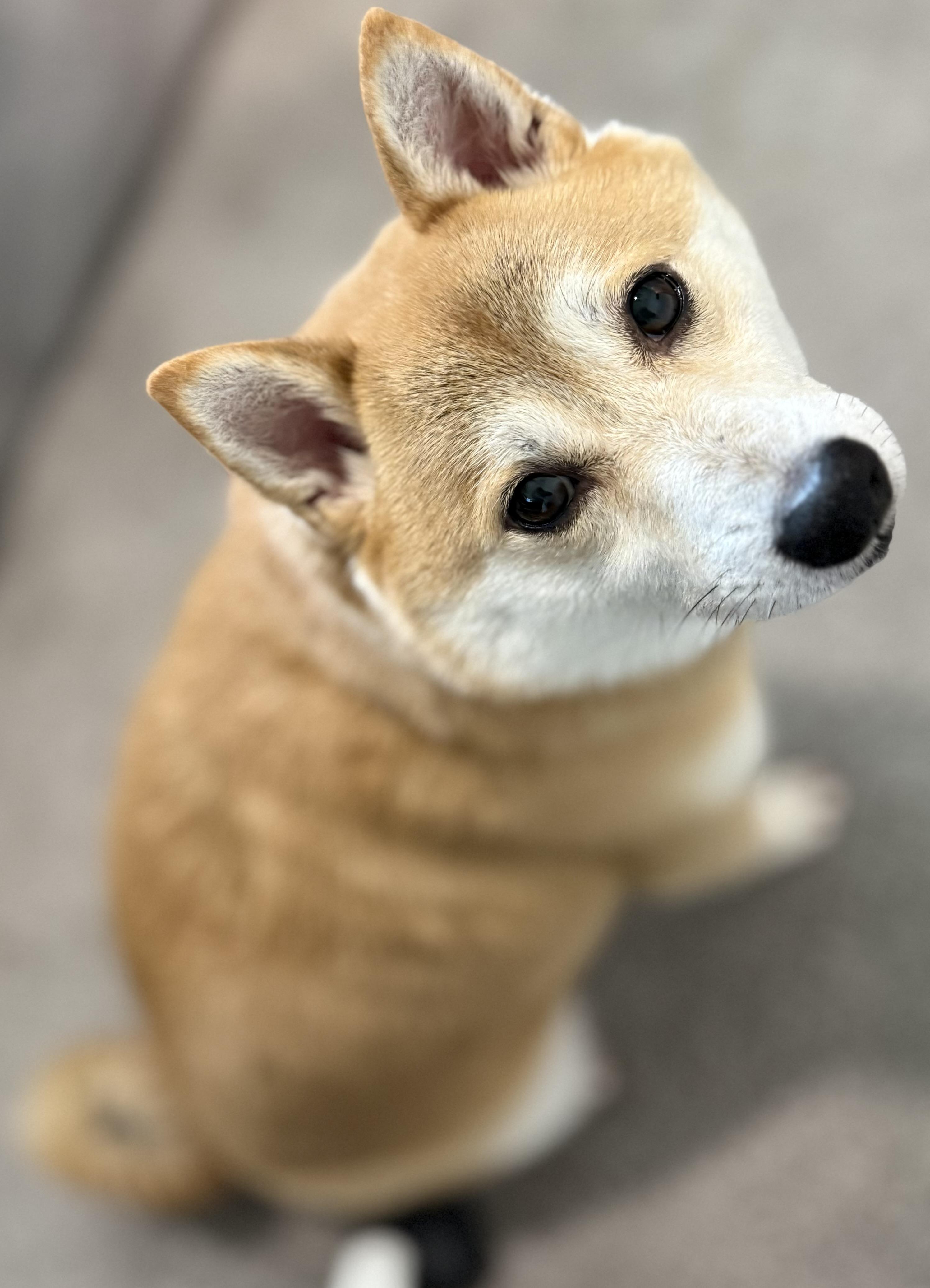 Enlarge Akai Kitsune, an adopted Shiba Inu in Plant City, FL image 6/6
