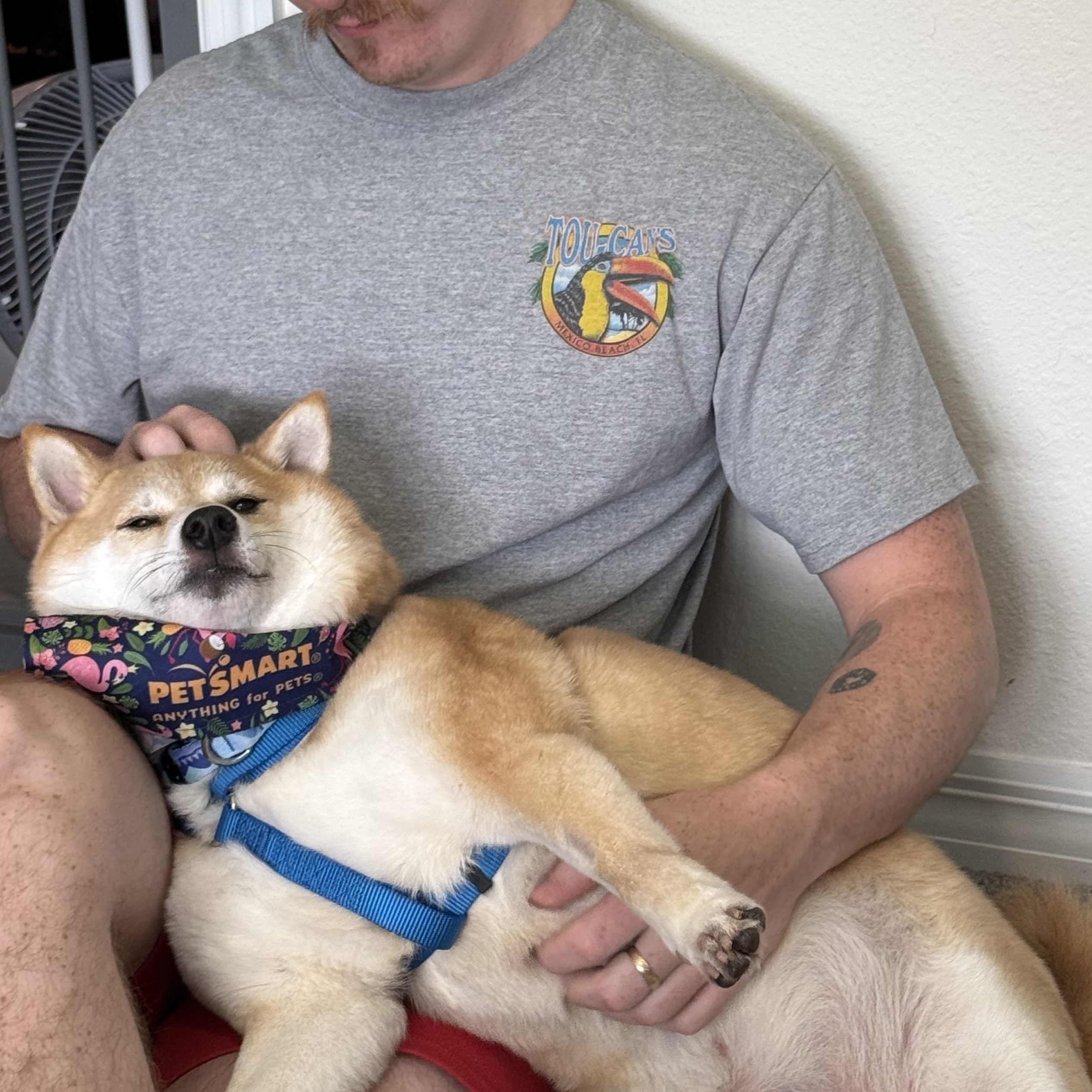 Enlarge Akai Kitsune, an adopted Shiba Inu in Plant City, FL image 3/6