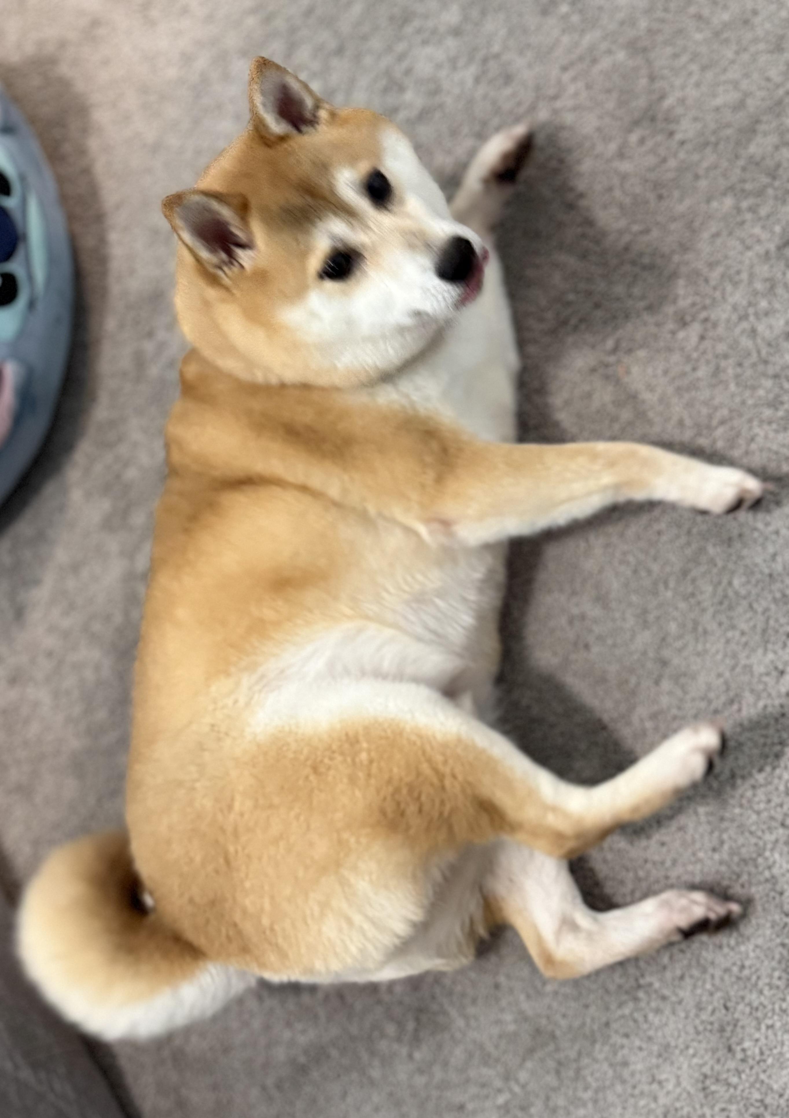 Enlarge Akai Kitsune, an adopted Shiba Inu in Plant City, FL image 5/6