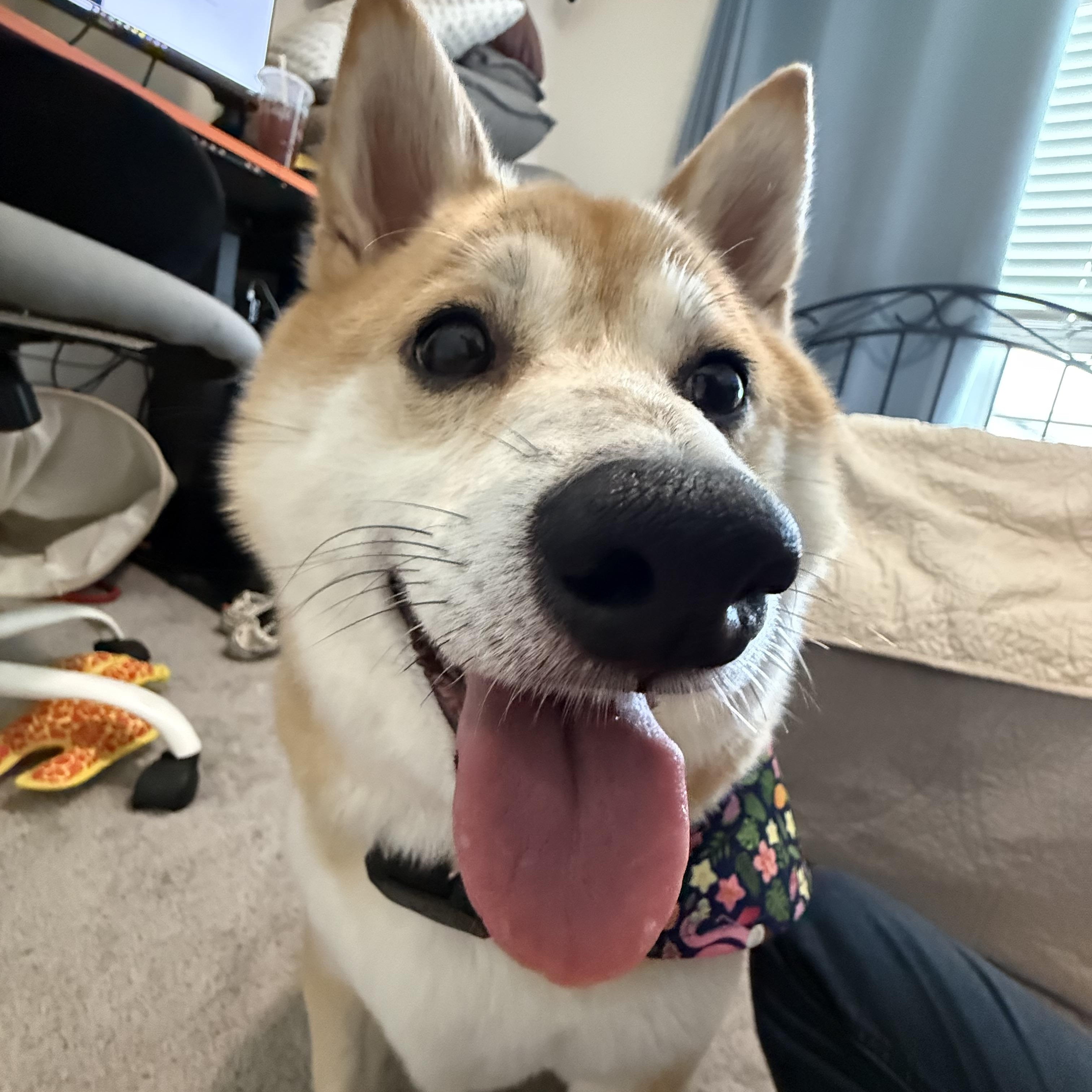 Enlarge Akai Kitsune, an adopted Shiba Inu in Plant City, FL image 2/6