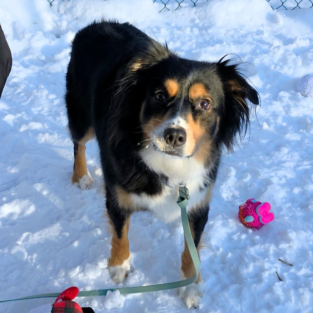 Abby, Adoptable, Adult Female Australian Shepherd.