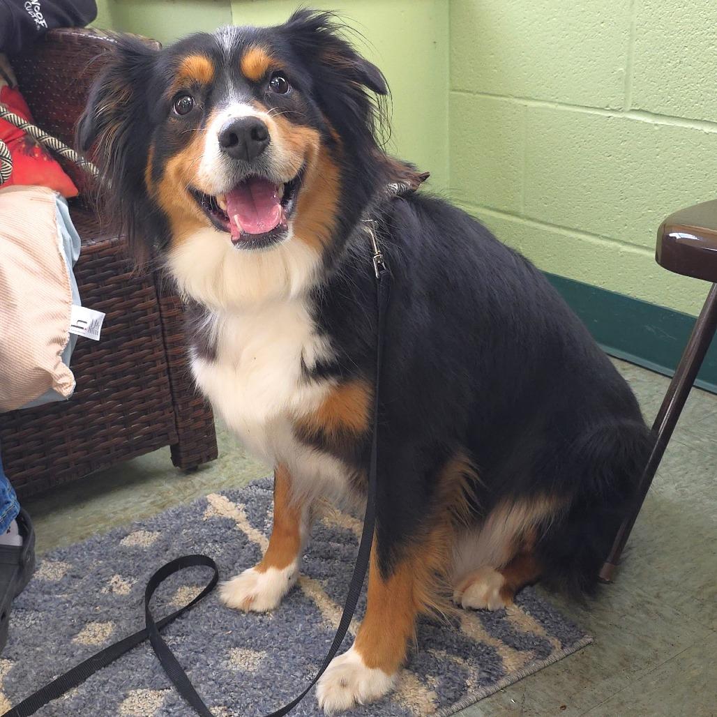 Enlarge Abby, a Adoptable Australian Shepherd in Michigan City, IN image 3/6
