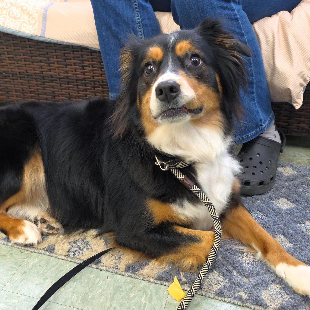 Enlarge Abby, a Adoptable Australian Shepherd in Michigan City, IN image 5/6