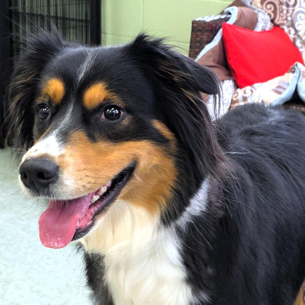 Enlarge Abby, a Adoptable Australian Shepherd in Michigan City, IN image 6/6