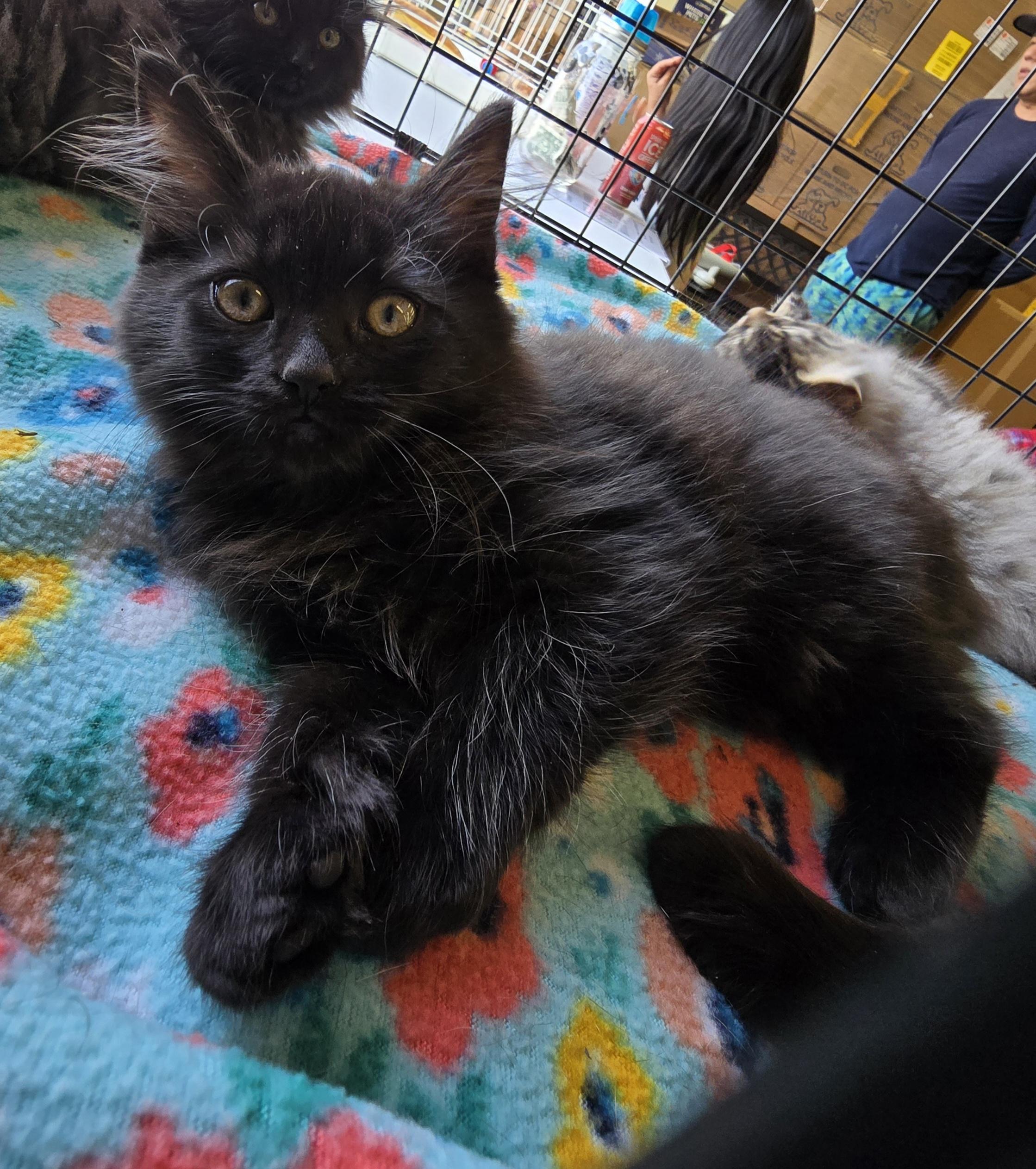 Enlarge Salem, an adopted Domestic Long Hair in Nottingham, MD image 3/3