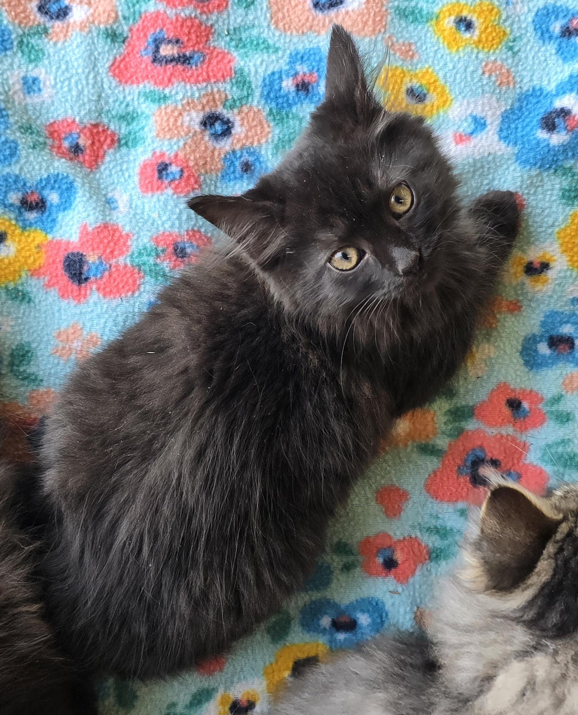 Enlarge Salem, an adopted Domestic Long Hair in Nottingham, MD image 2/3