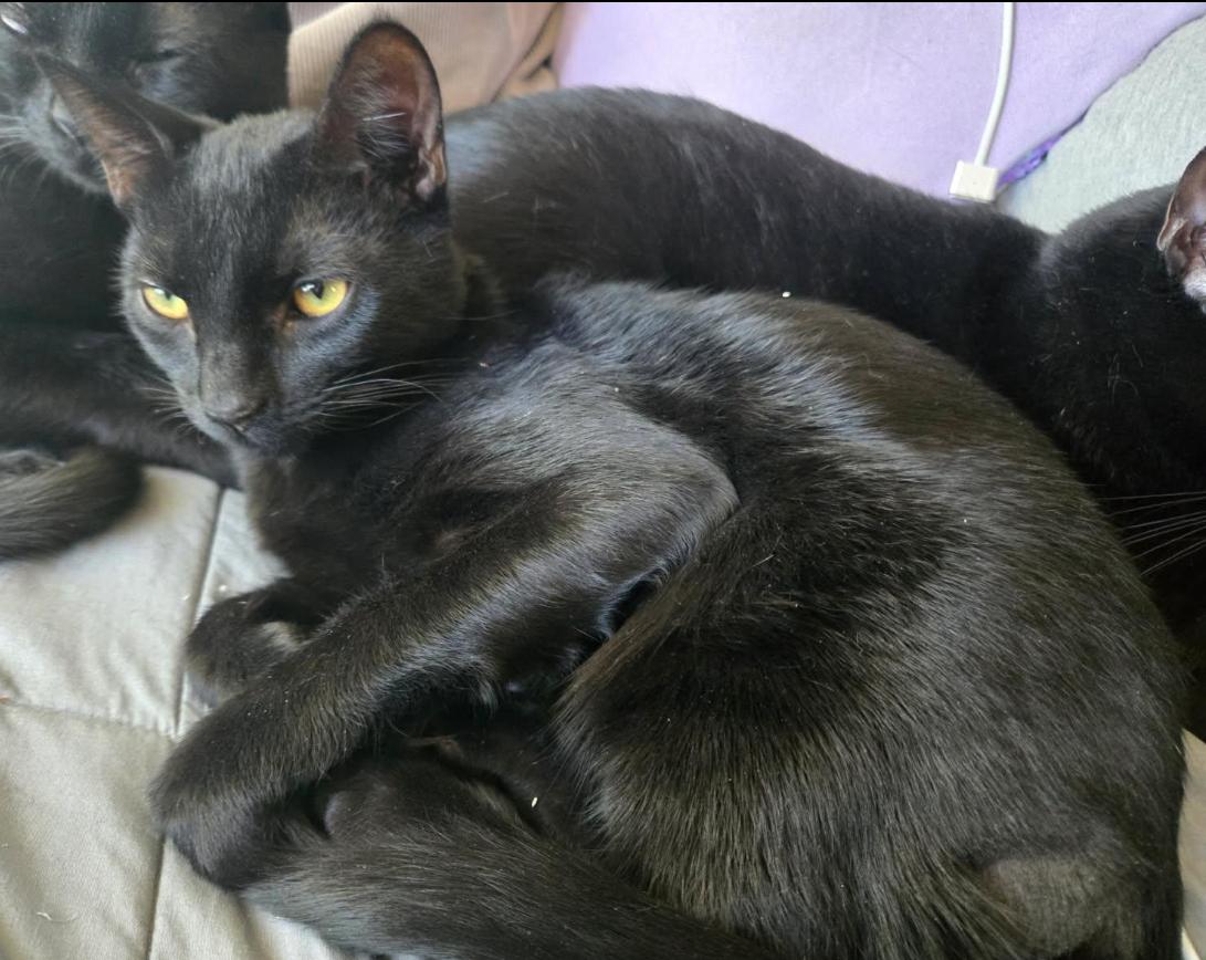 Gwyn ( sweet Lap kitten), a Adoptable American Shorthair in Staten Island, NY image 4/6