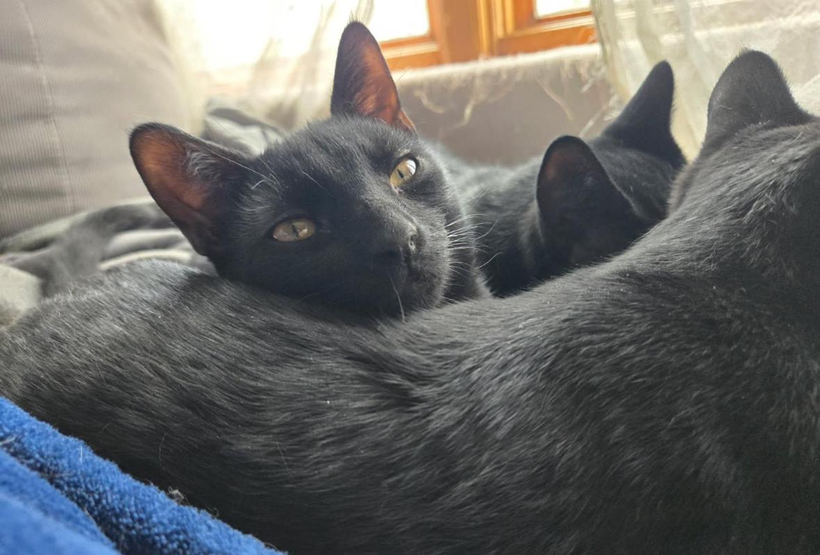 Gwyn ( sweet Lap kitten), a Adoptable American Shorthair in Staten Island, NY image 5/6