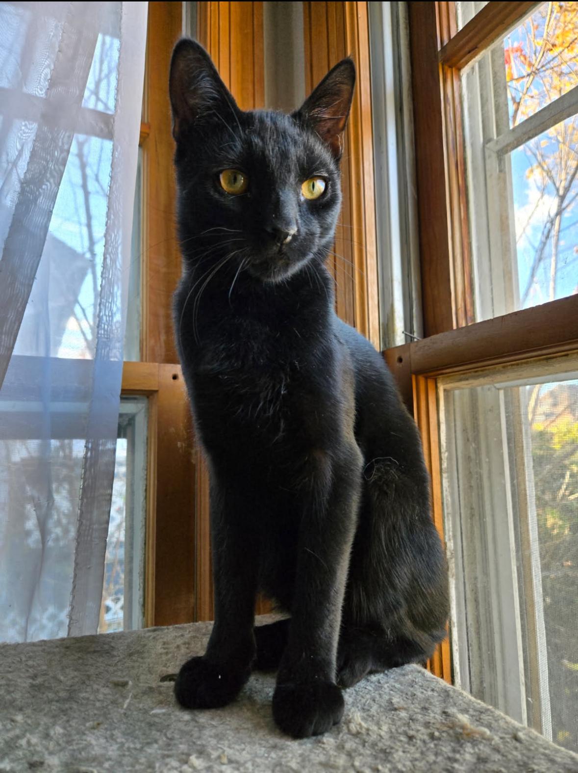 Gwyn ( sweet Lap kitten), Adoptable, Kitten Male American Shorthair.