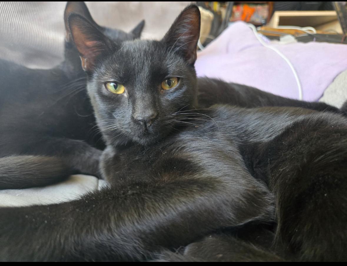 Gwyn ( sweet Lap kitten), a Adoptable American Shorthair in Staten Island, NY image 3/6