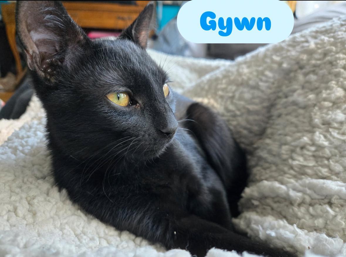 Gwyn ( sweet Lap kitten), a Adoptable American Shorthair in Staten Island, NY image 2/6