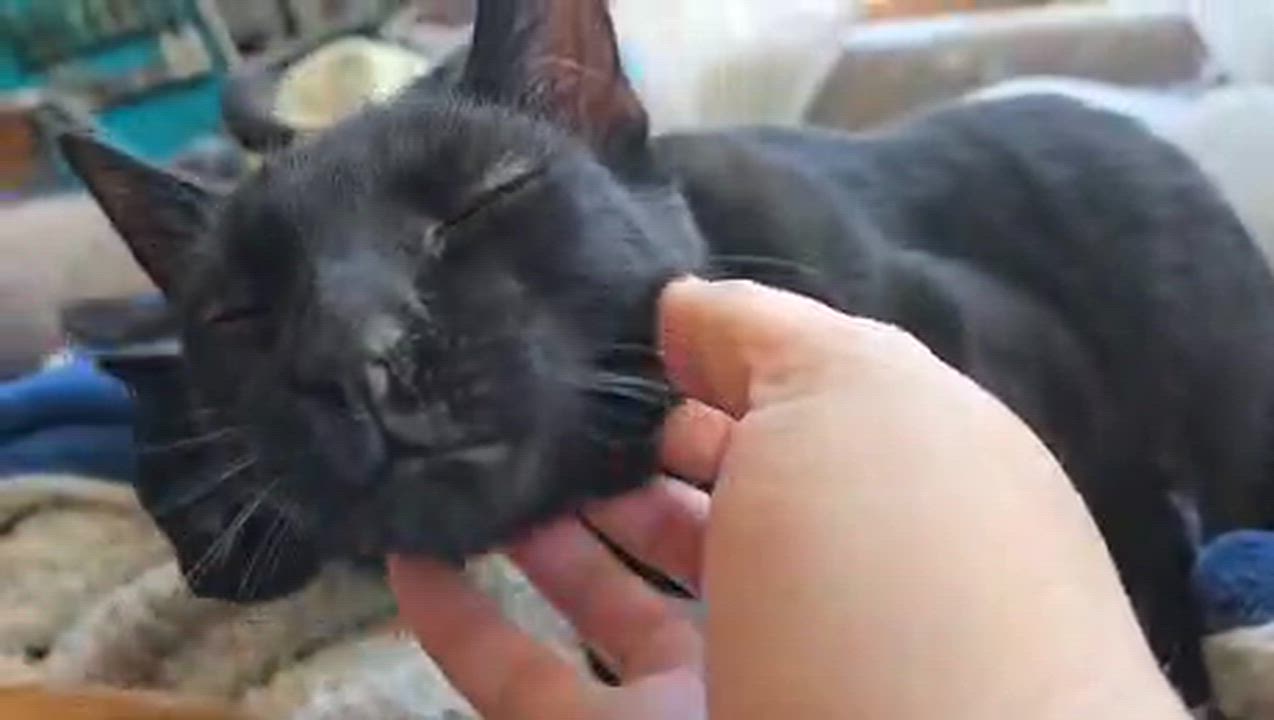 Enlarge Gwyn ( sweet Lap kitten), a Adoptable American Shorthair in Staten Island, NY video 6/6