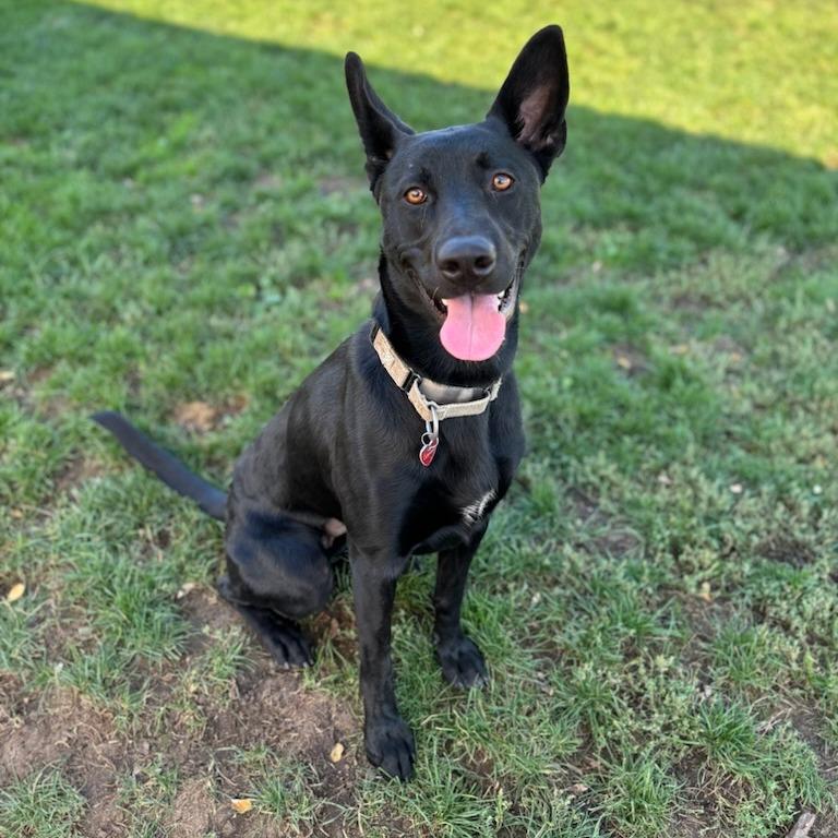Enlarge Gemma, a Adoptable Mixed Breed in Medford, OR image 1/3