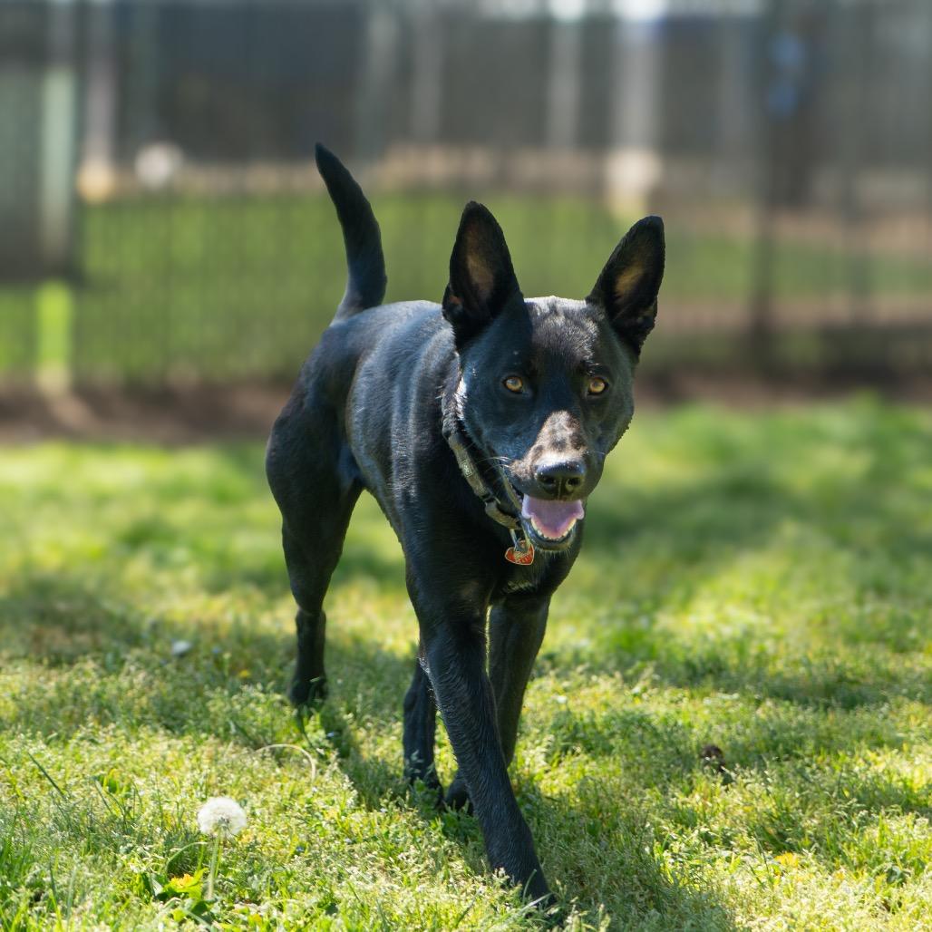 Enlarge Gemma, a Adoptable Mixed Breed in Medford, OR image 2/6