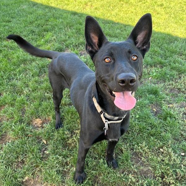 Enlarge Gemma, a Adoptable Mixed Breed in Medford, OR image 3/6