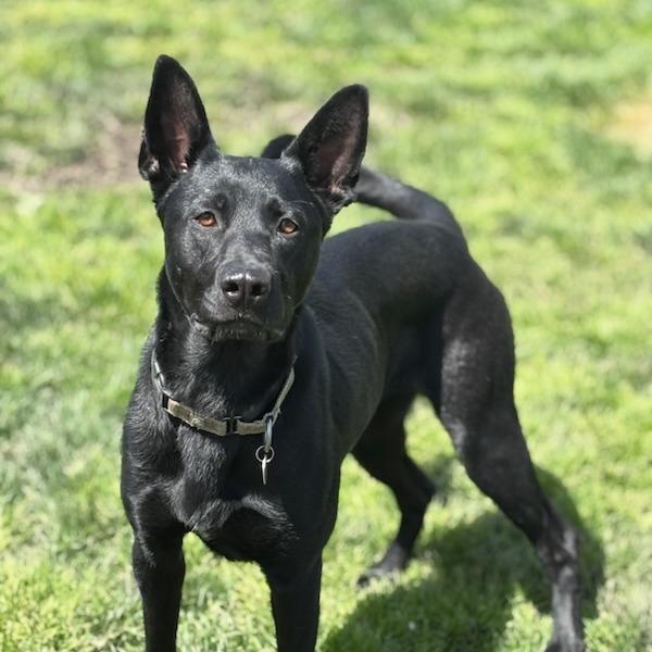 Enlarge Gemma, a Adoptable Mixed Breed in Medford, OR image 4/6