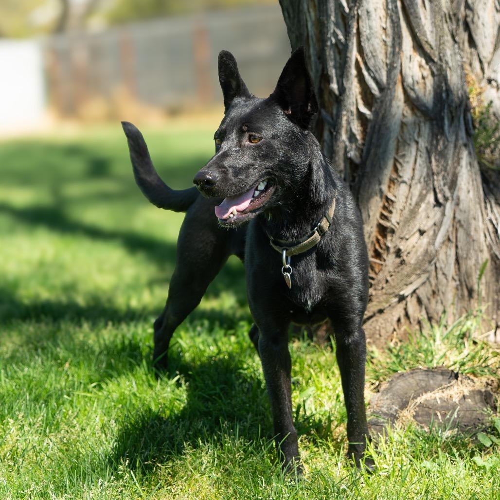 Enlarge Gemma, a Adoptable Mixed Breed in Medford, OR image 5/6