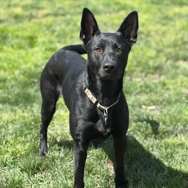 Enlarge Gemma, a Adoptable Mixed Breed in Medford, OR image 6/6