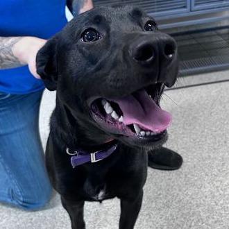 Enlarge Gemma, a Adoptable Mixed Breed in Medford, OR image 3/3