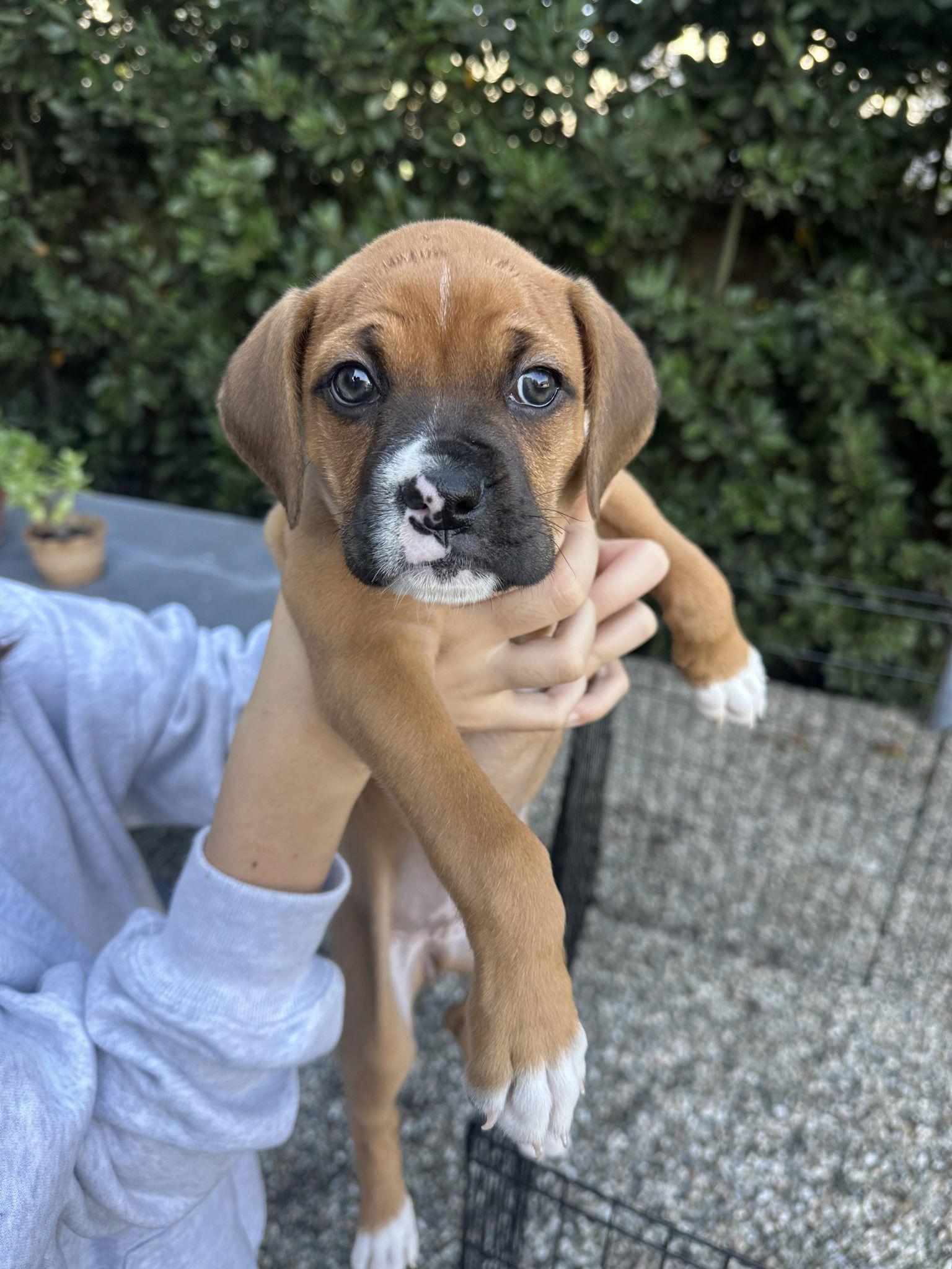Enlarge KeKe, a Adopted Boxer in McMinnville, OR image 1/1