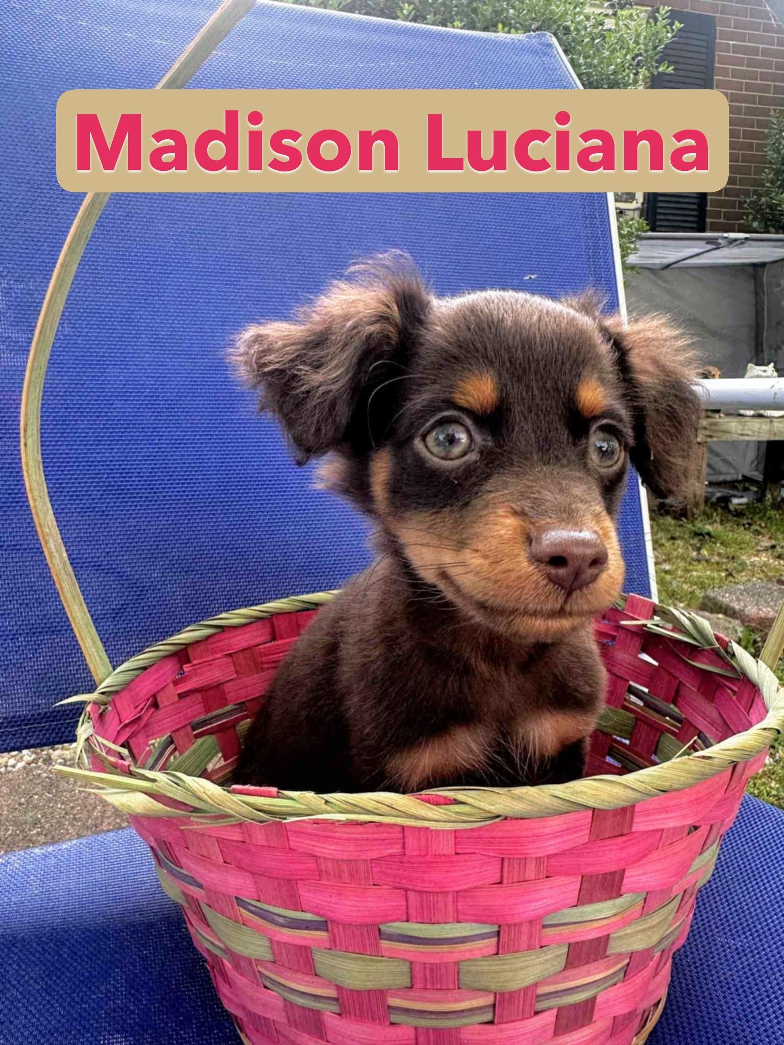 Chihuahua Puppies photo 1