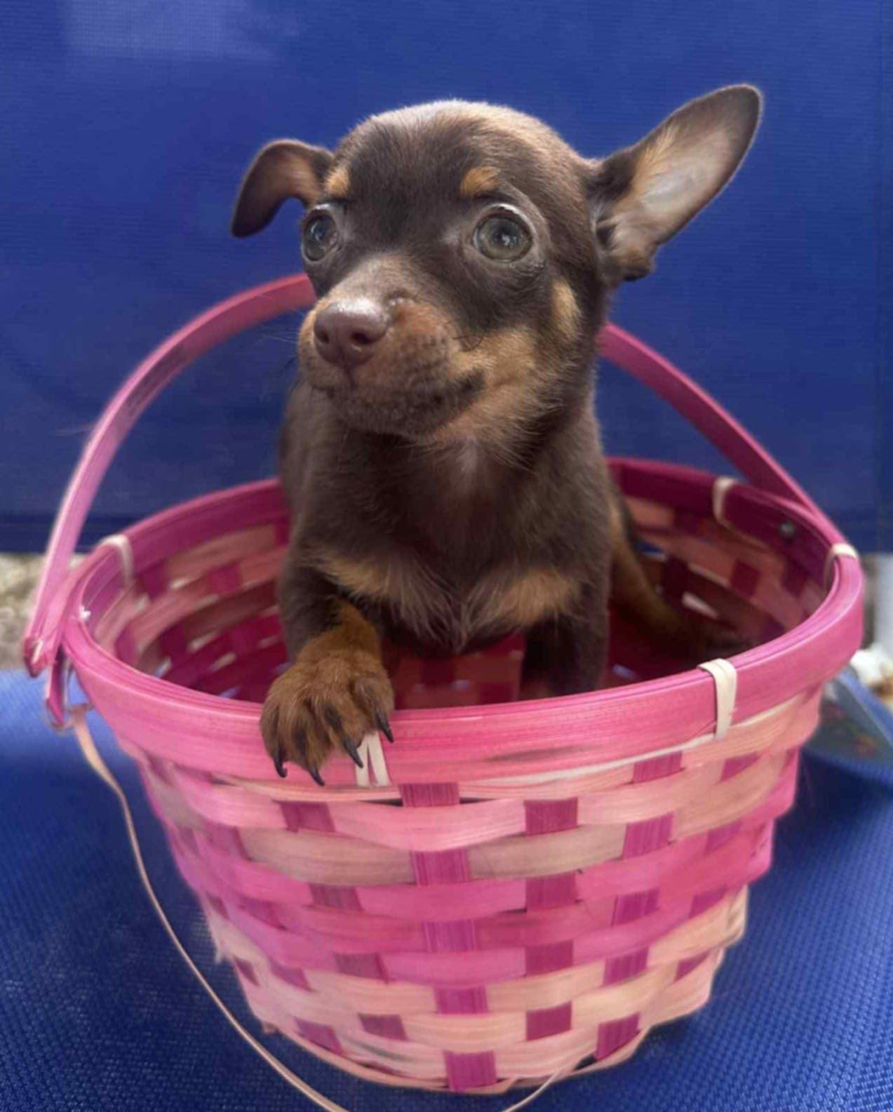 Chihuahua Puppies thumbnail 6