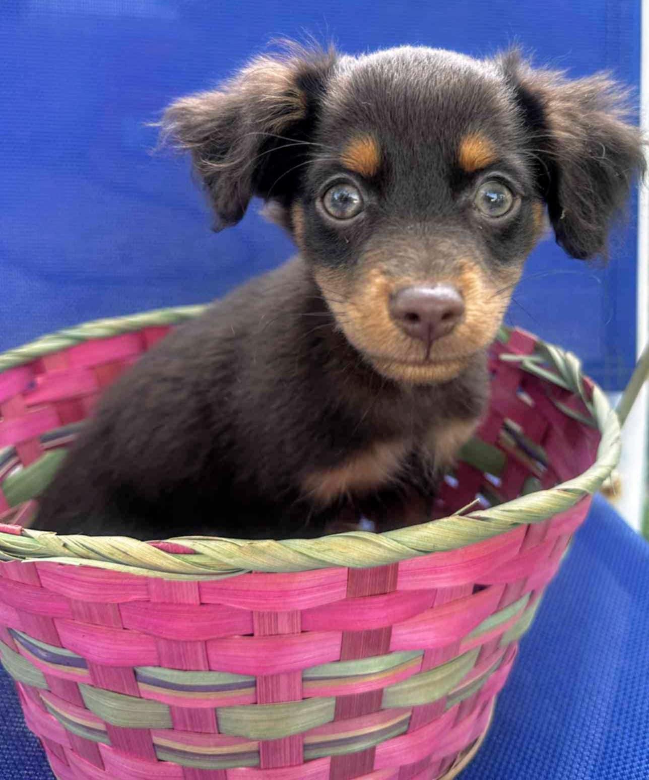 Chihuahua Puppies thumbnail 2