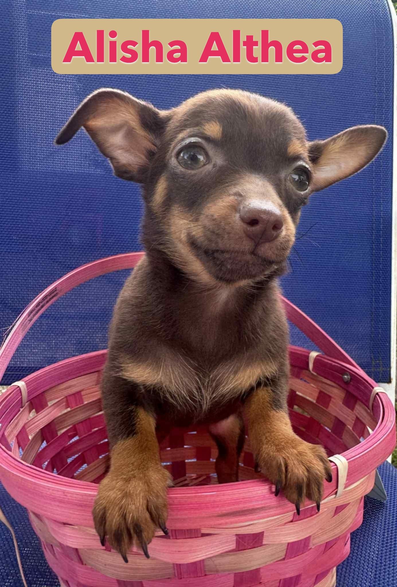 Chihuahua Puppies thumbnail 5