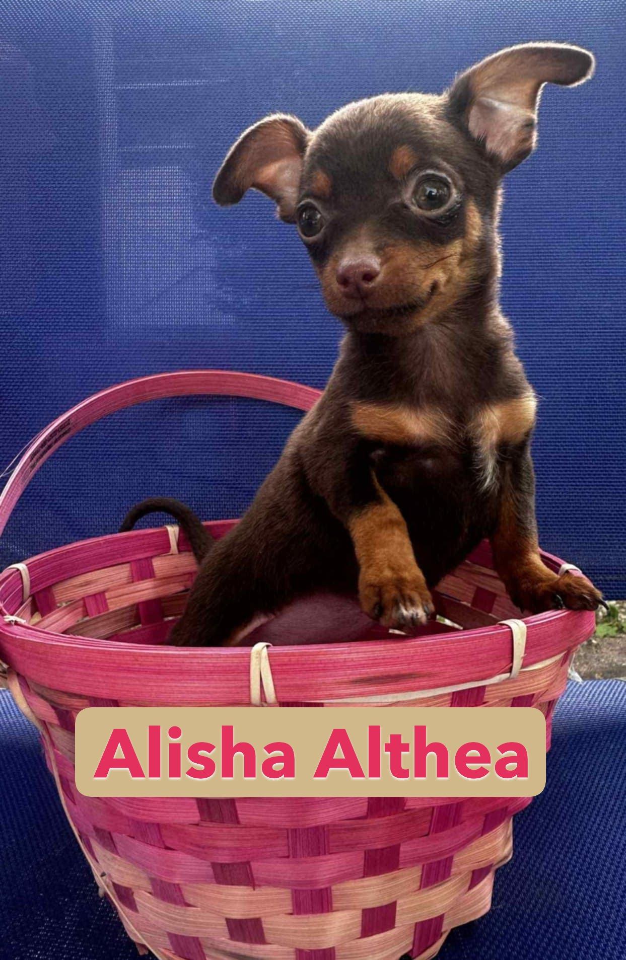 Chihuahua Puppies thumbnail 4