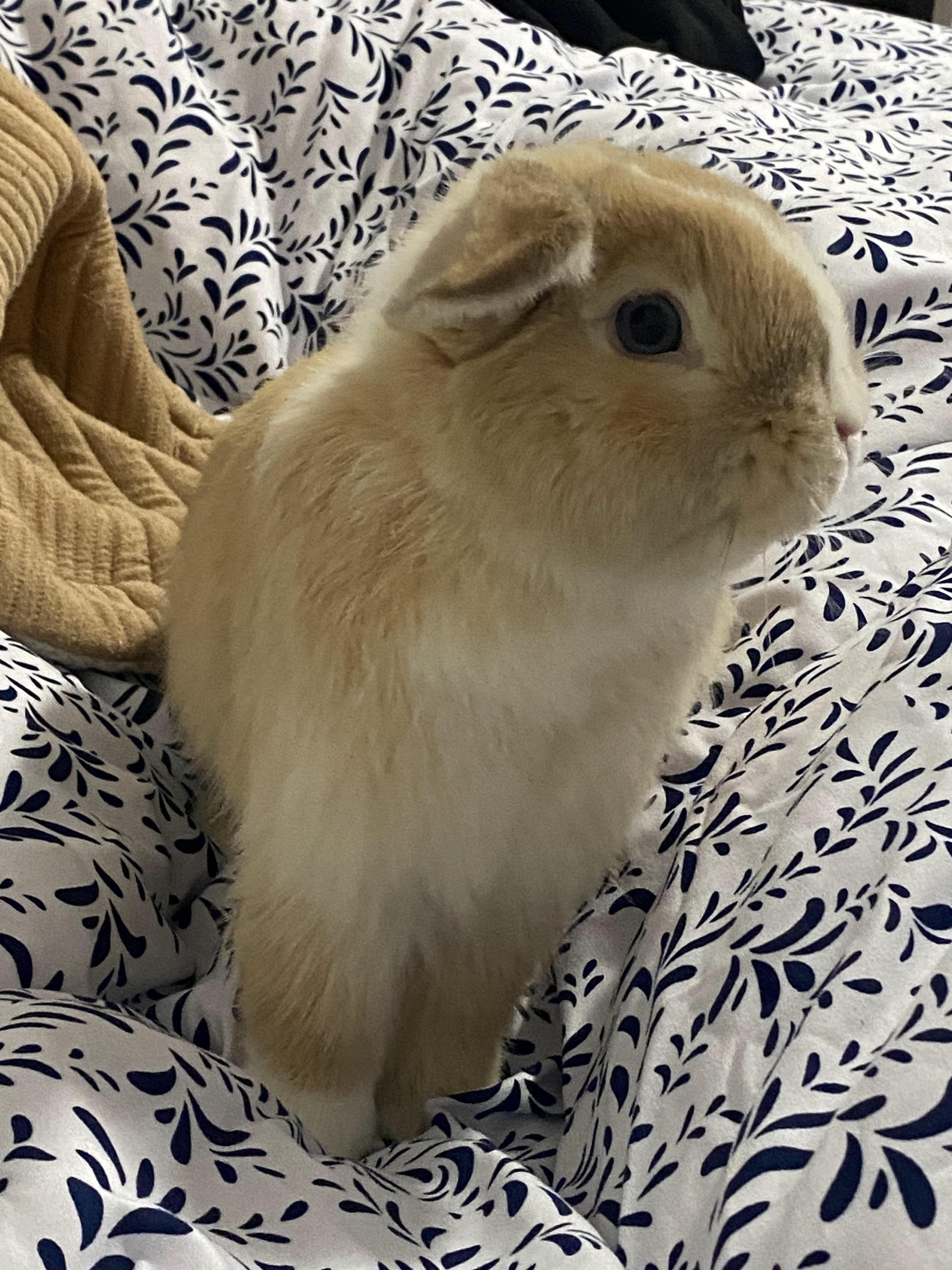 FRESNO, an adopted Holland Lop in Forest Hills, NY image 2/6