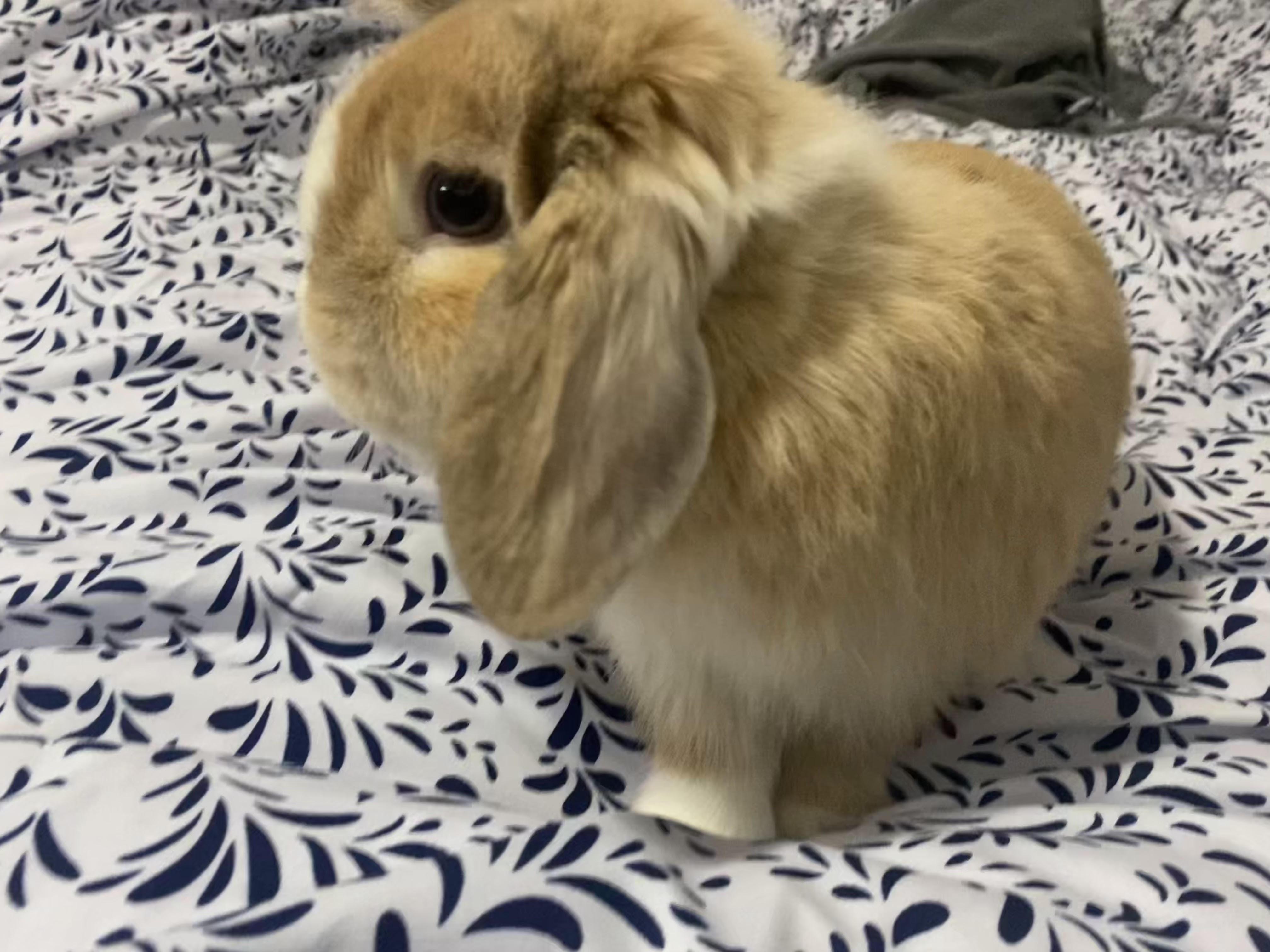 FRESNO, an adopted Holland Lop in Forest Hills, NY image 6/6