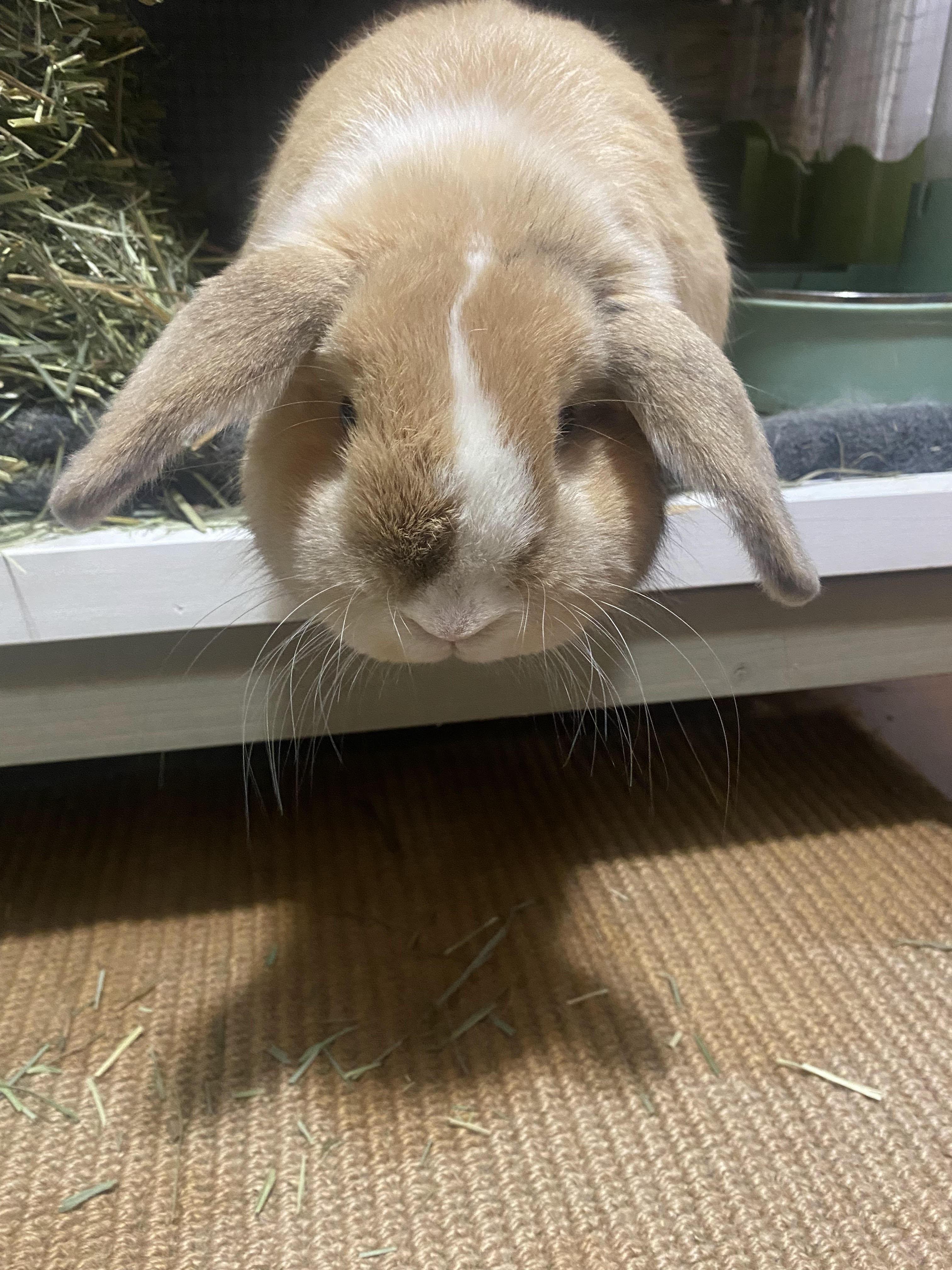FRESNO, an adopted Holland Lop in Forest Hills, NY image 4/6