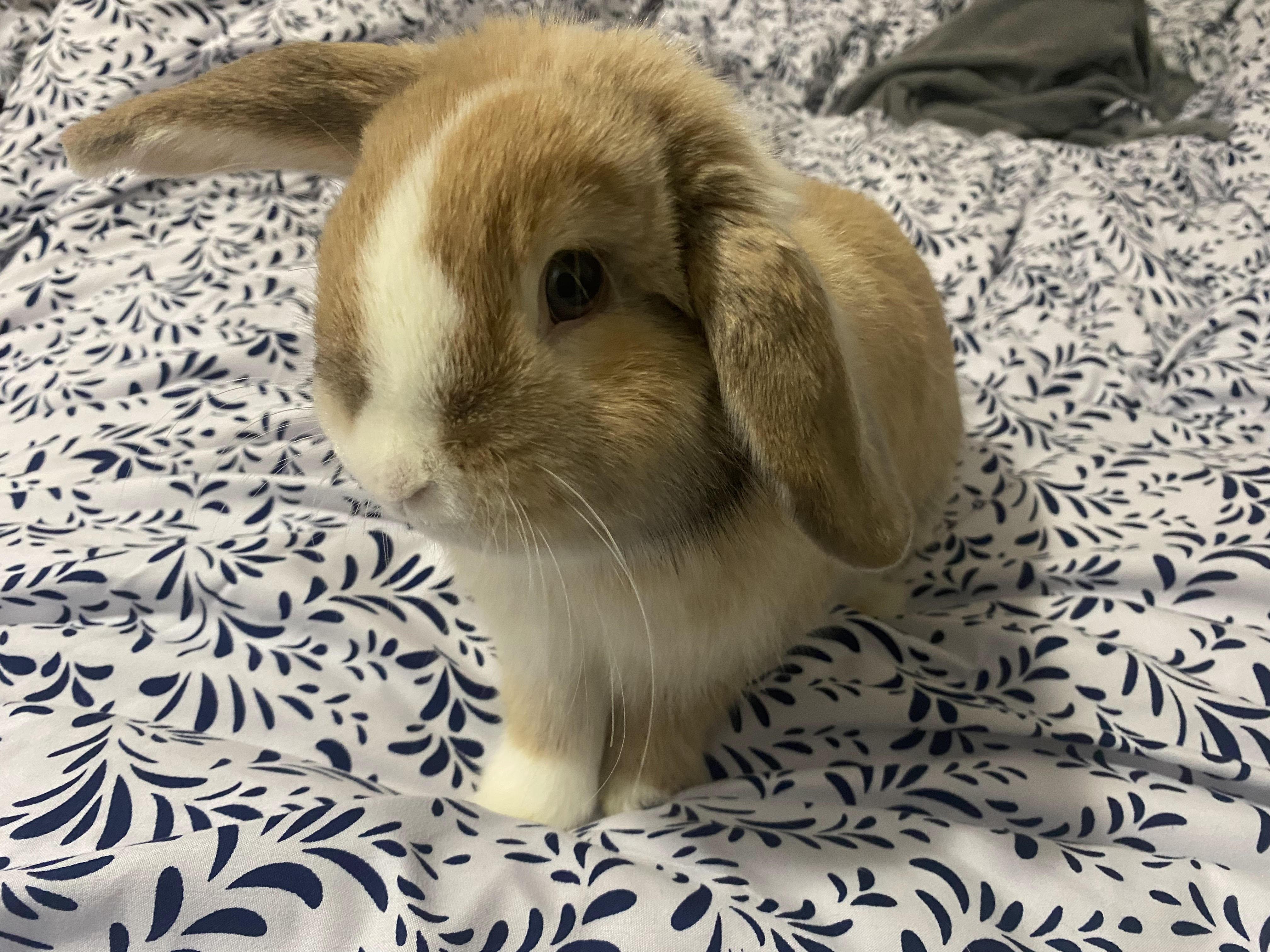FRESNO, adopted, Young Male Holland Lop.