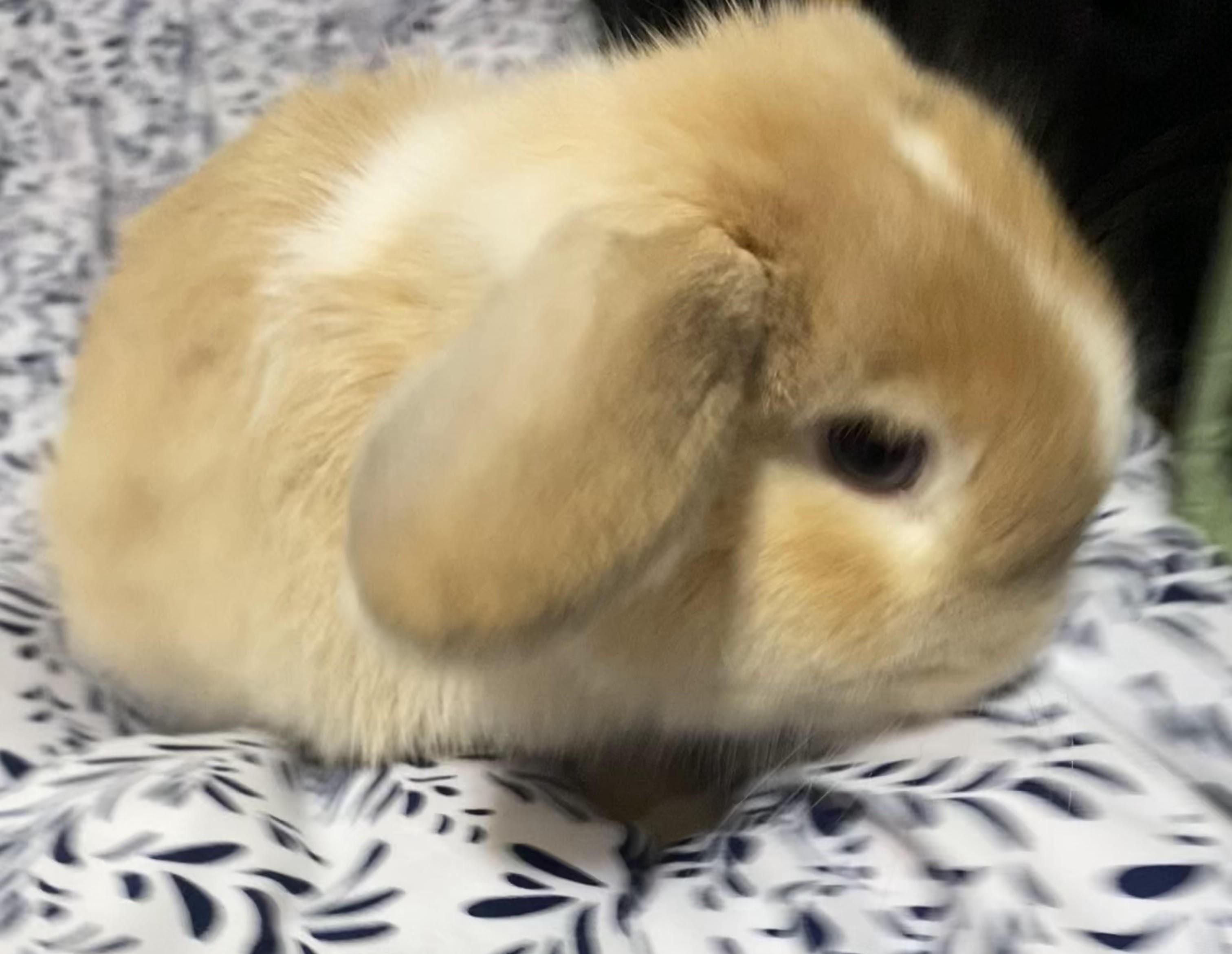 FRESNO, an adopted Holland Lop in Forest Hills, NY image 3/6