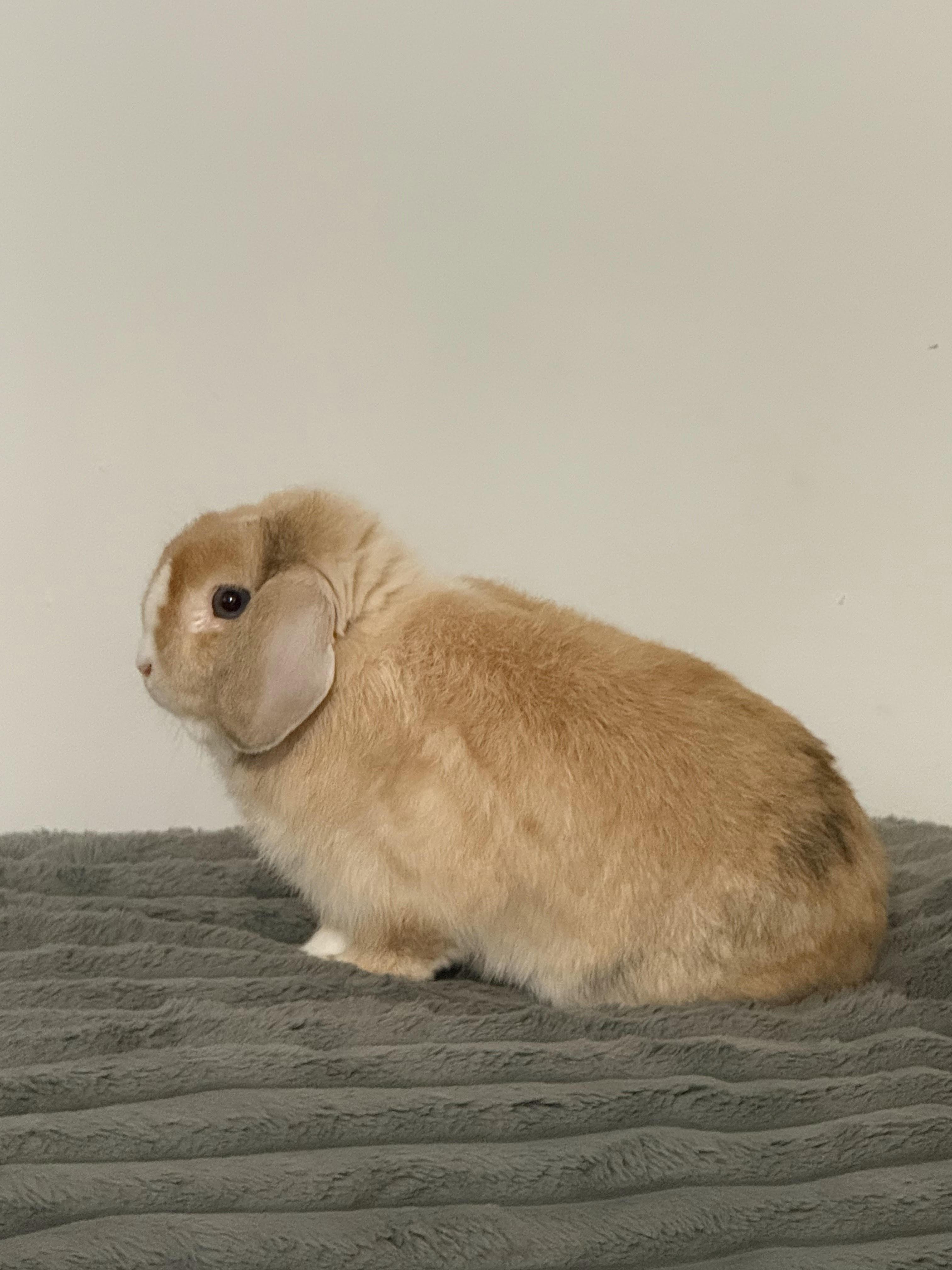 FRESNO, an adopted Holland Lop in Forest Hills, NY image 5/6