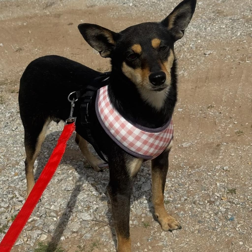 Enlarge Becca , a ADOPTABLE Miniature Pinscher in Garland, TX image 4/5
