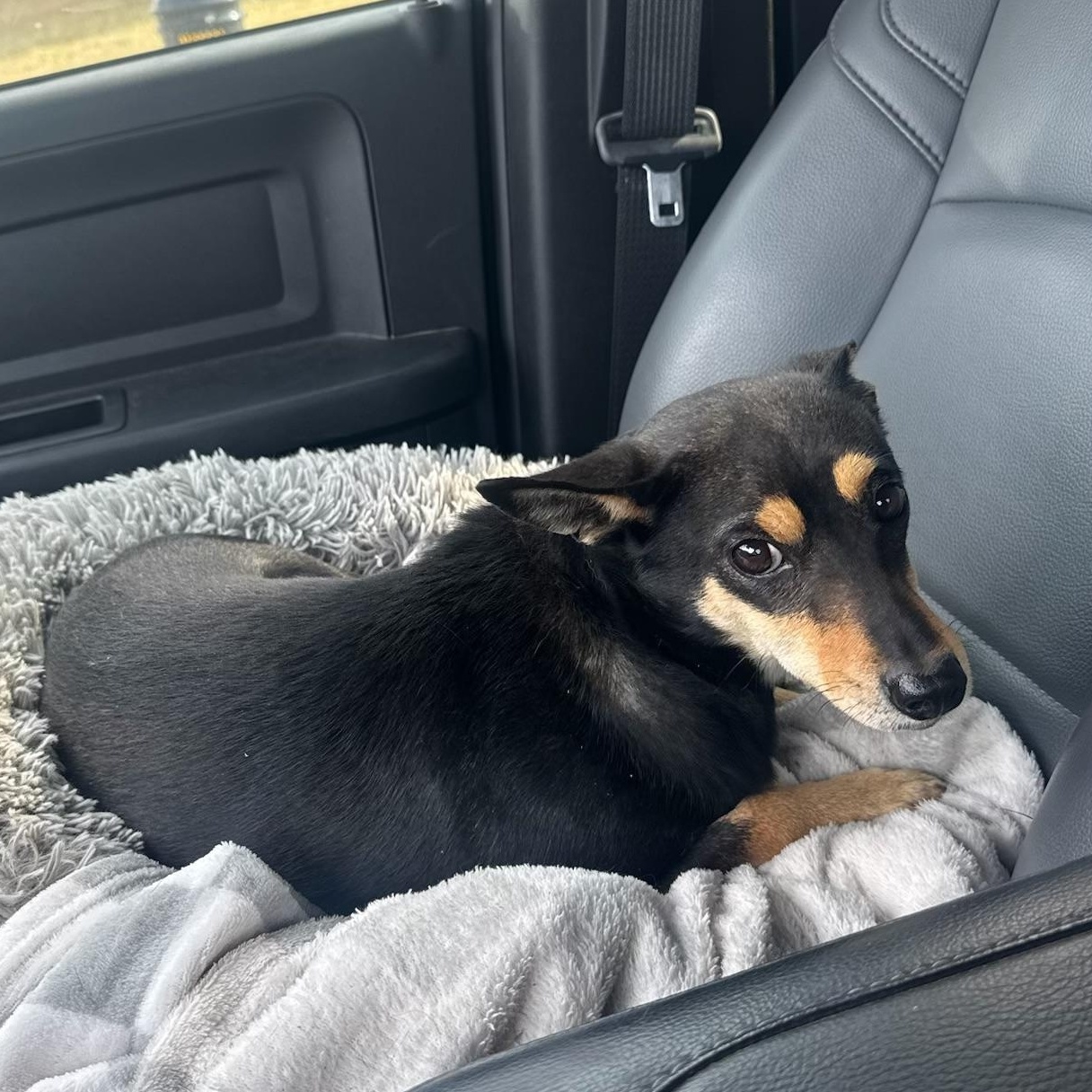 Becca , ADOPTABLE, Young Female Miniature Pinscher.